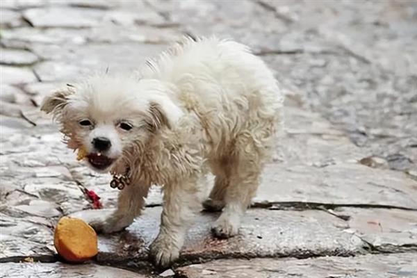 狗狗缺爱有什么特征，具有讨好主人、一直跟随主人等表现