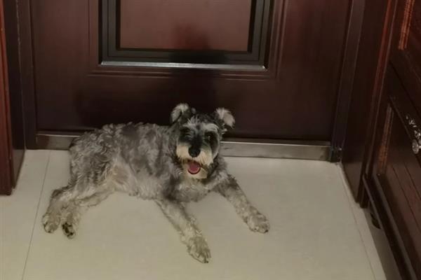 狗狗缺爱有什么特征，具有讨好主人、一直跟随主人等表现