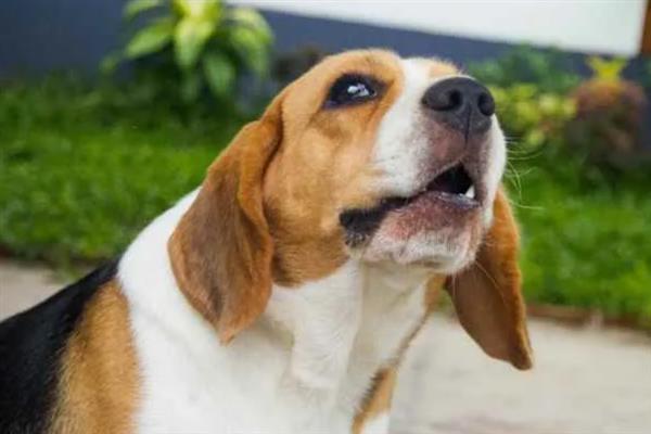 狗狗缺爱有什么特征，具有讨好主人、一直跟随主人等表现