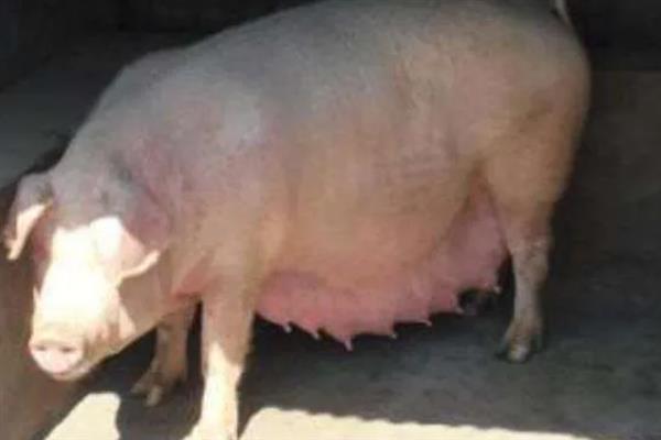母猪产前的症状，乳房会从后面向前面逐渐膨大