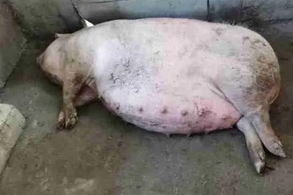 母猪产前的症状，乳房会从后面向前面逐渐膨大