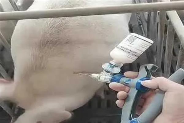 母猪产前的症状，乳房会从后面向前面逐渐膨大