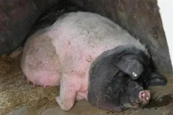 母猪产前的症状，乳房会从后面向前面逐渐膨大