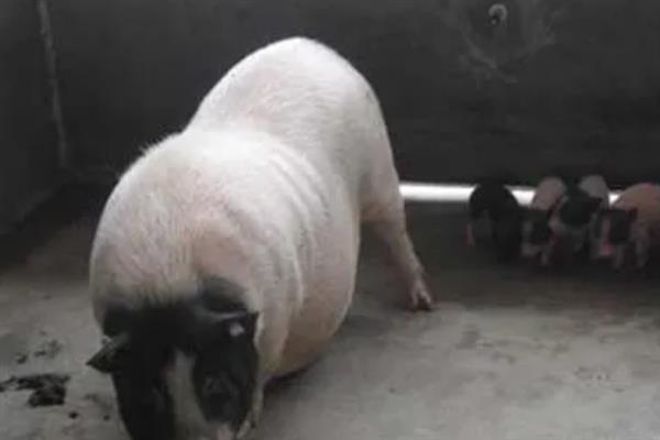母猪产前的症状，乳房会从后面向前面逐渐膨大