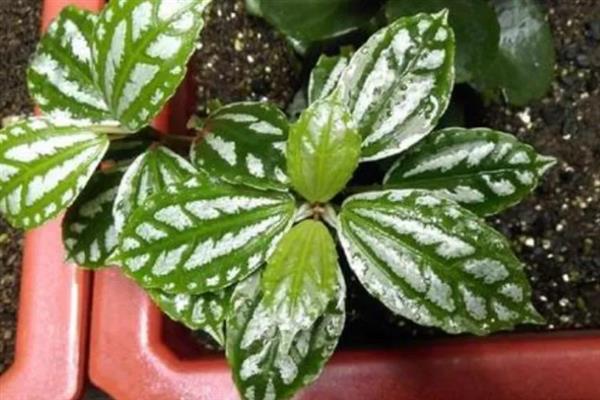 如何养殖冷水花,冬季将室温保持在5℃以上