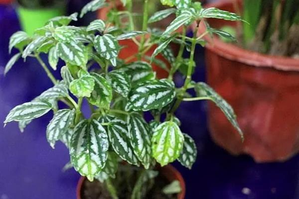 如何养殖冷水花,冬季将室温保持在5℃以上