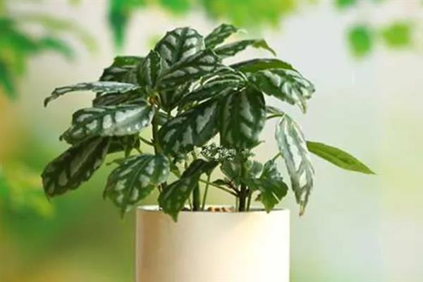 如何养殖冷水花,冬季将室温保持在5℃以上