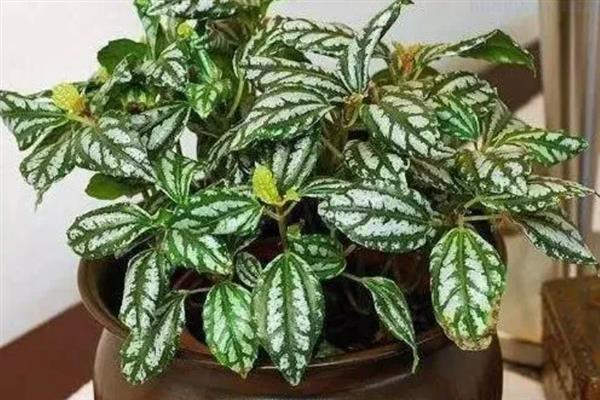 如何养殖冷水花,冬季将室温保持在5℃以上