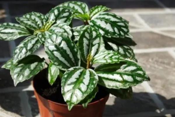 如何养殖冷水花,冬季将室温保持在5℃以上