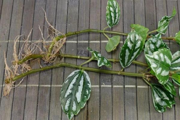 如何养殖冷水花,冬季将室温保持在5℃以上