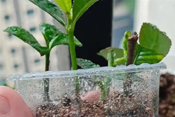 如何养殖冷水花,冬季将室温保持在5℃以上