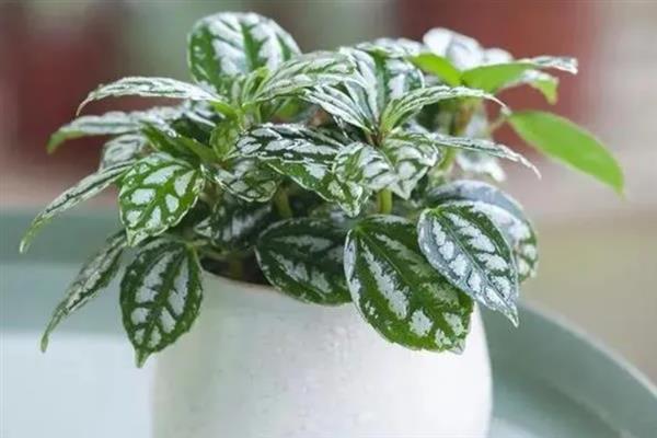 如何养殖冷水花,冬季将室温保持在5℃以上