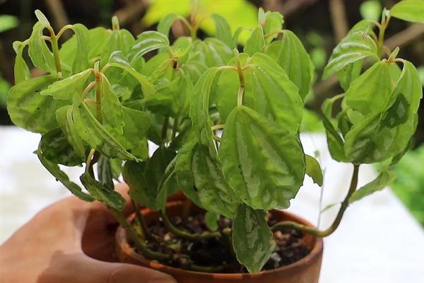 如何养殖冷水花,冬季将室温保持在5℃以上