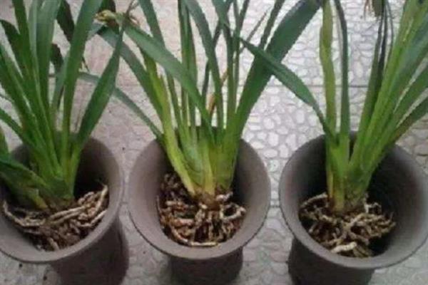 大花蕙兰怕不怕晒，它不耐强光暴晒