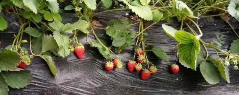 草莓为什么出现畸形果，存在花芽分化异常、水分不当、营养失调等因素