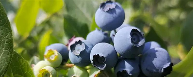 蓝莓的存放时间，温度越高存放时间越短