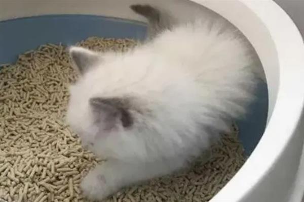 猫反复拉稀的原因，可能是消化不良或肠胃炎所致