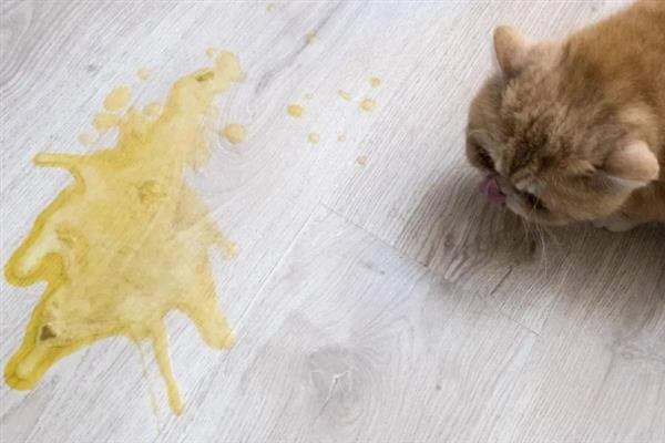 猫反复拉稀的原因，可能是消化不良或肠胃炎所致
