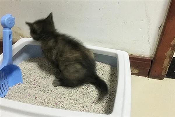 猫反复拉稀的原因，可能是消化不良或肠胃炎所致