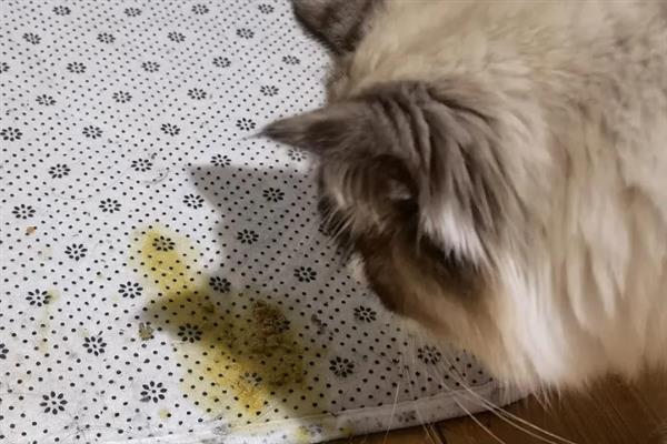 猫反复拉稀的原因，可能是消化不良或肠胃炎所致