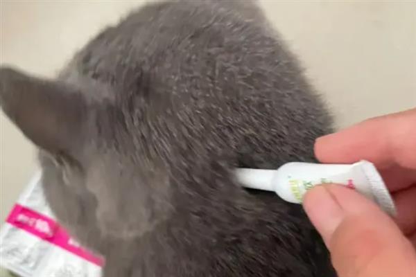 猫反复拉稀的原因，可能是消化不良或肠胃炎所致