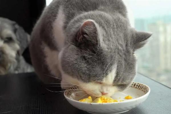 猫反复拉稀的原因，可能是消化不良或肠胃炎所致