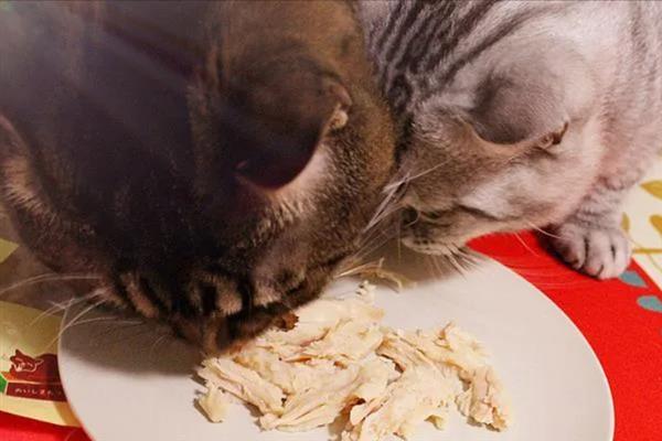 猫反复拉稀的原因，可能是消化不良或肠胃炎所致