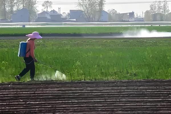 大葱移栽时剪根的原因，可以刺激生长、提供水分等