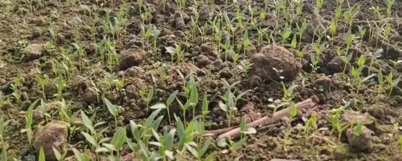 防治辣椒立枯病的方法,发现病株要拔除并烧毁