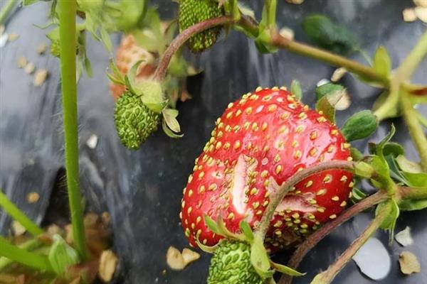 草莓为什么出现畸形果，存在花芽分化异常、水分不当、营养失调等因素