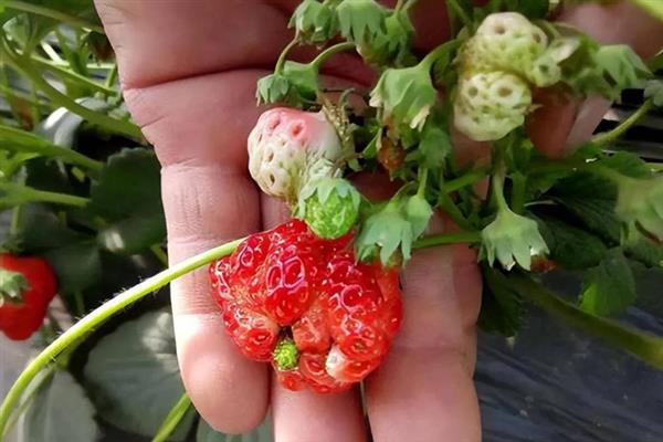 草莓为什么出现畸形果，存在花芽分化异常、水分不当、营养失调等因素