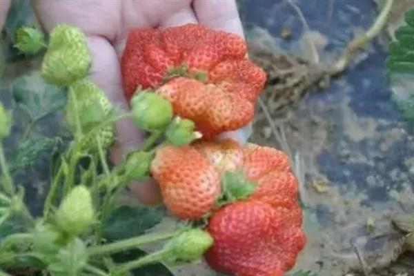 草莓为什么出现畸形果，存在花芽分化异常、水分不当、营养失调等因素