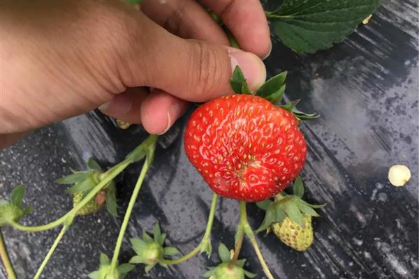 草莓为什么出现畸形果，存在花芽分化异常、水分不当、营养失调等因素