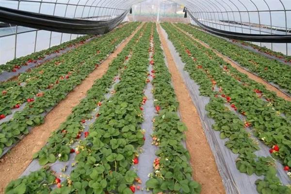 草莓为什么出现畸形果，存在花芽分化异常、水分不当、营养失调等因素