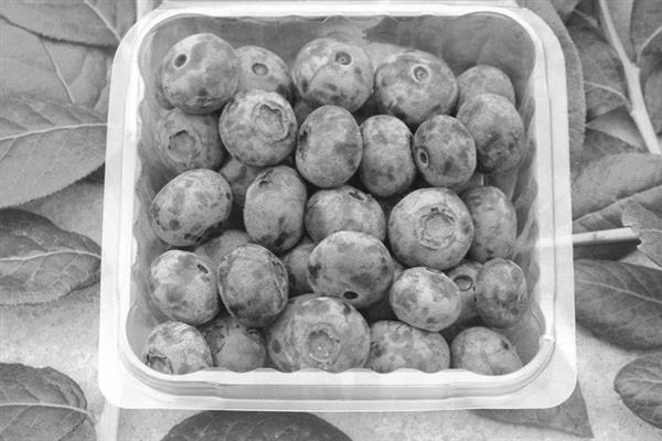 蓝莓的存放时间，温度越高存放时间越短