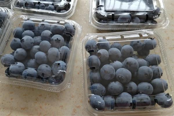 蓝莓的存放时间，温度越高存放时间越短