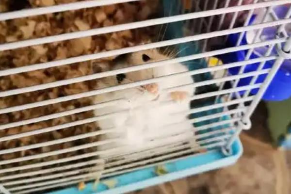 仓鼠啃笼子的原因及解决方法，可能是刚到新环境不适应