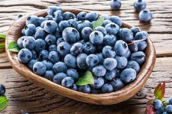 蓝莓的存放时间，温度越高存放时间越短