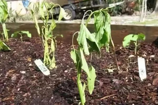 防治辣椒立枯病的方法,发现病株要拔除并烧毁
