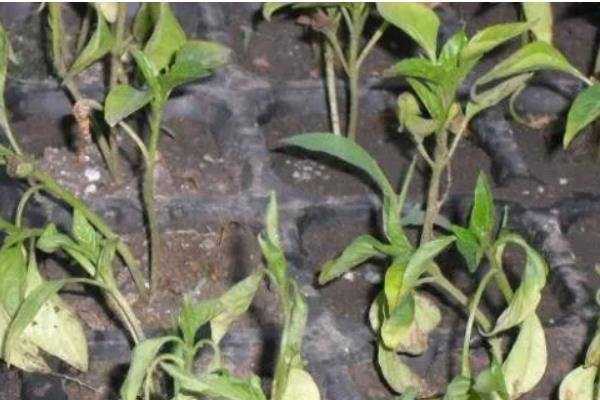 防治辣椒立枯病的方法,发现病株要拔除并烧毁