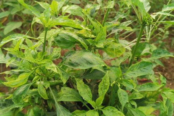 防治辣椒立枯病的方法,发现病株要拔除并烧毁