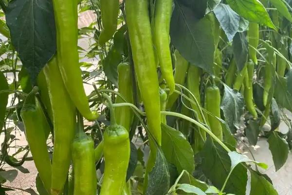 防治辣椒立枯病的方法,发现病株要拔除并烧毁