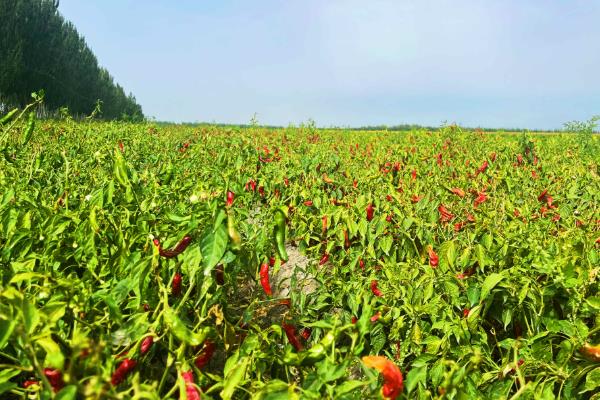 防治辣椒立枯病的方法,发现病株要拔除并烧毁