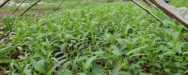 空心菜的高产方法，种植前要翻土