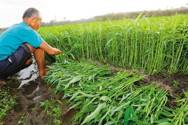 空心菜的高产方法,种植前要翻土
