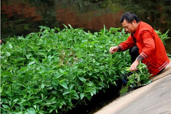 空心菜的高产方法,种植前要翻土