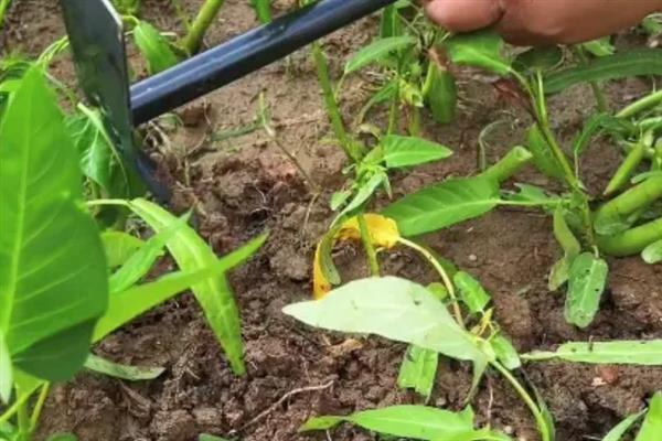 空心菜的高产方法,种植前要翻土