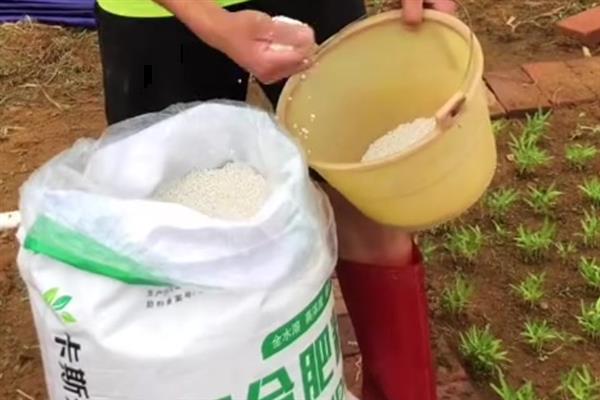 空心菜的高产方法,种植前要翻土