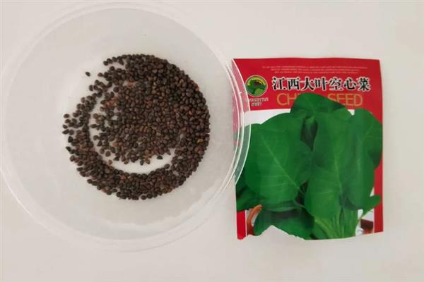 空心菜的高产方法,种植前要翻土