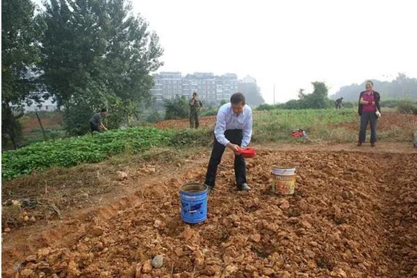 空心菜的高产方法,种植前要翻土